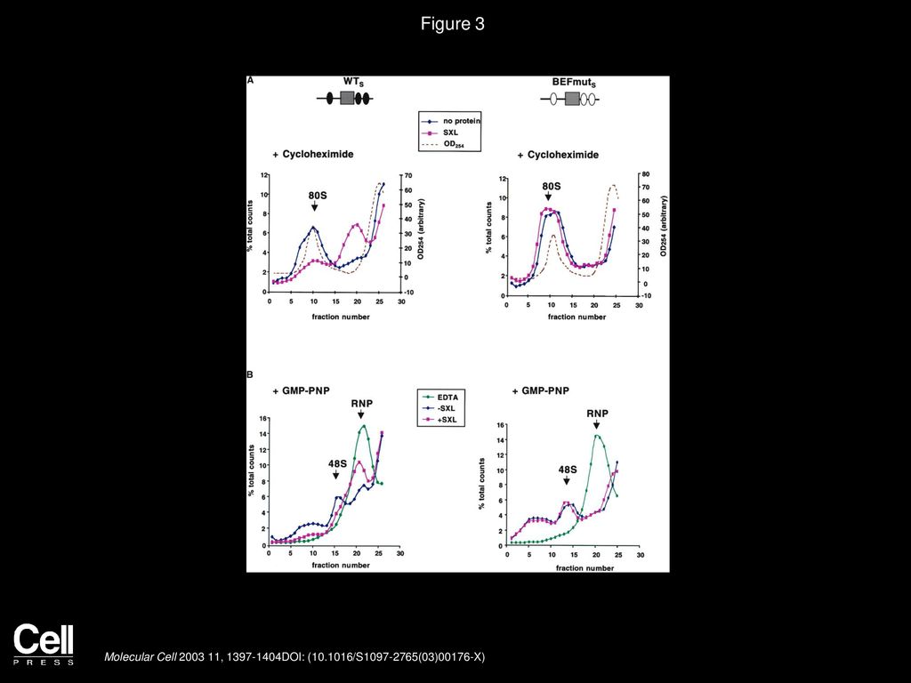 Figure 3 SXL Regulates an Early Step in Translation Initiation