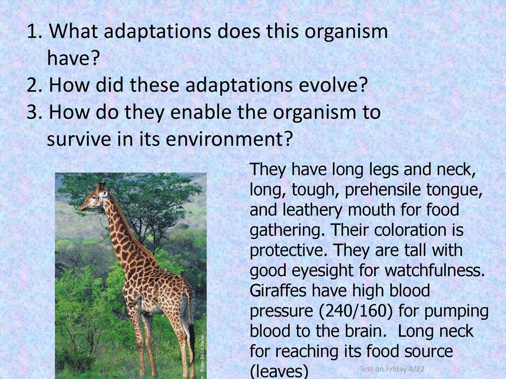EVOLUTION TEST REVIEW SLIDES - ppt download