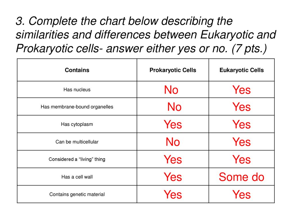 Worksheet: Chapter 20 Review - ppt download Pertaining To Prokaryotes Vs Eukaryotes Worksheet