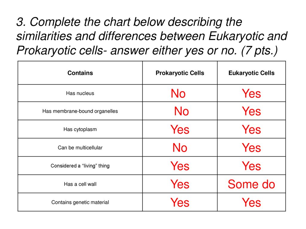 Worksheet: Chapter 21 Review - ppt download With Prokaryote Vs Eukaryote Worksheet