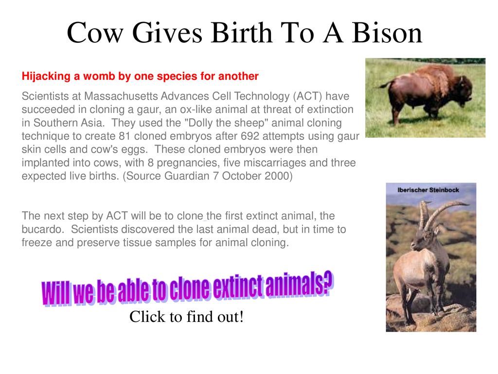 Cow Gives Birth To A Bison