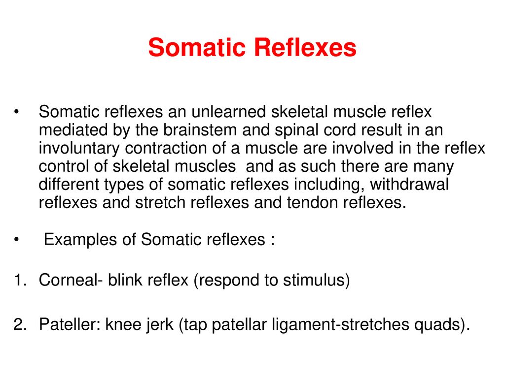 somatic reflexes consist of