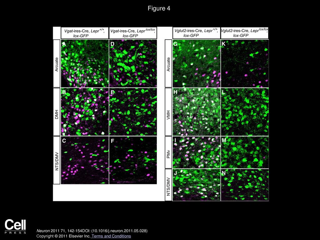 Figure 4 Leptin-Induced pSTAT3 Expression in GABAergic and Glutamatergic-VGLUT2+ Neurons with and without LEPRs.