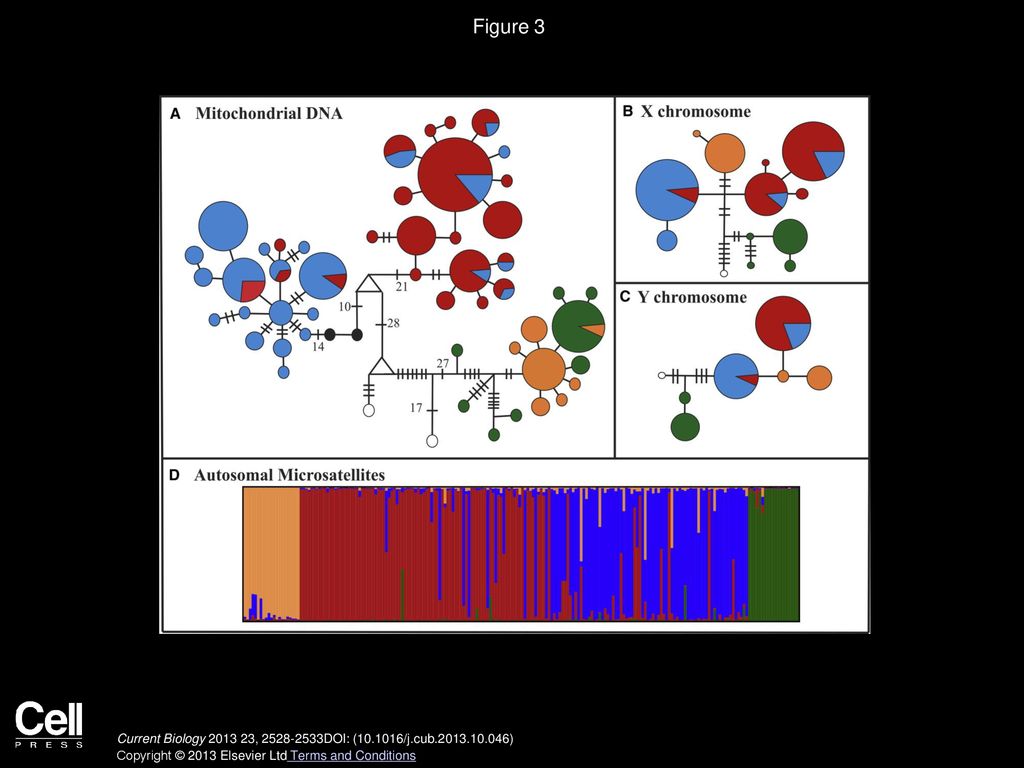Figure 3 Patterns of Genetic Variation Observed in Leopardus Species using Four Sets of Molecular Markers.