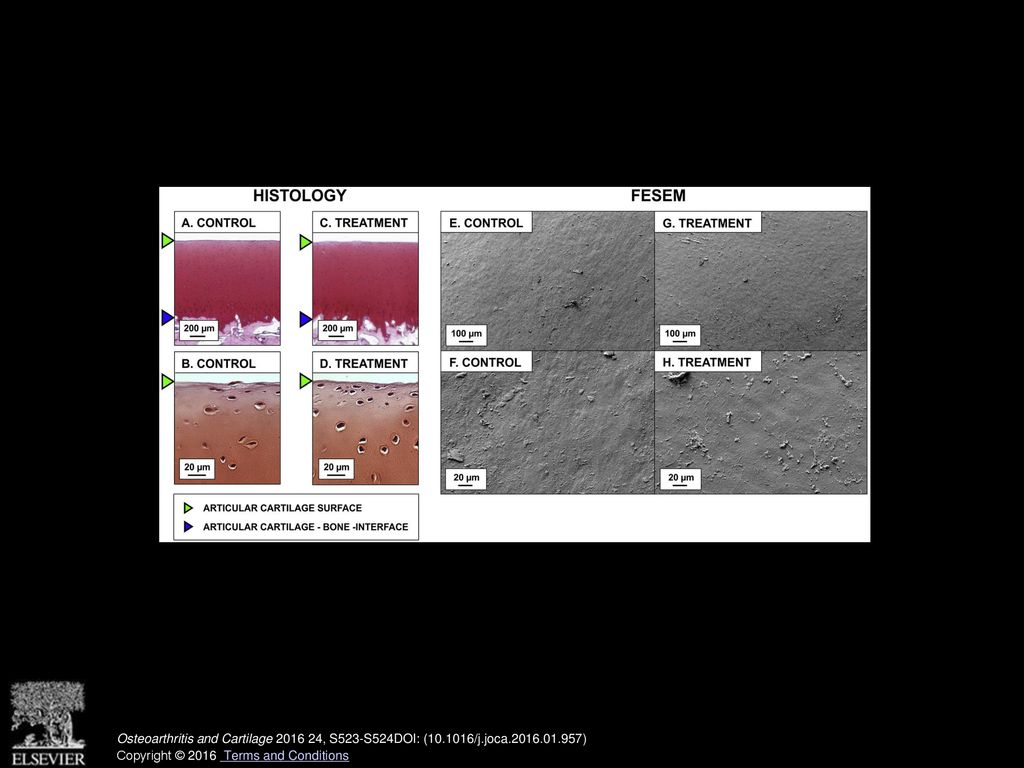 Delivery Of Agents Into Articular Cartilage By Laser Ultrasound Ppt Download