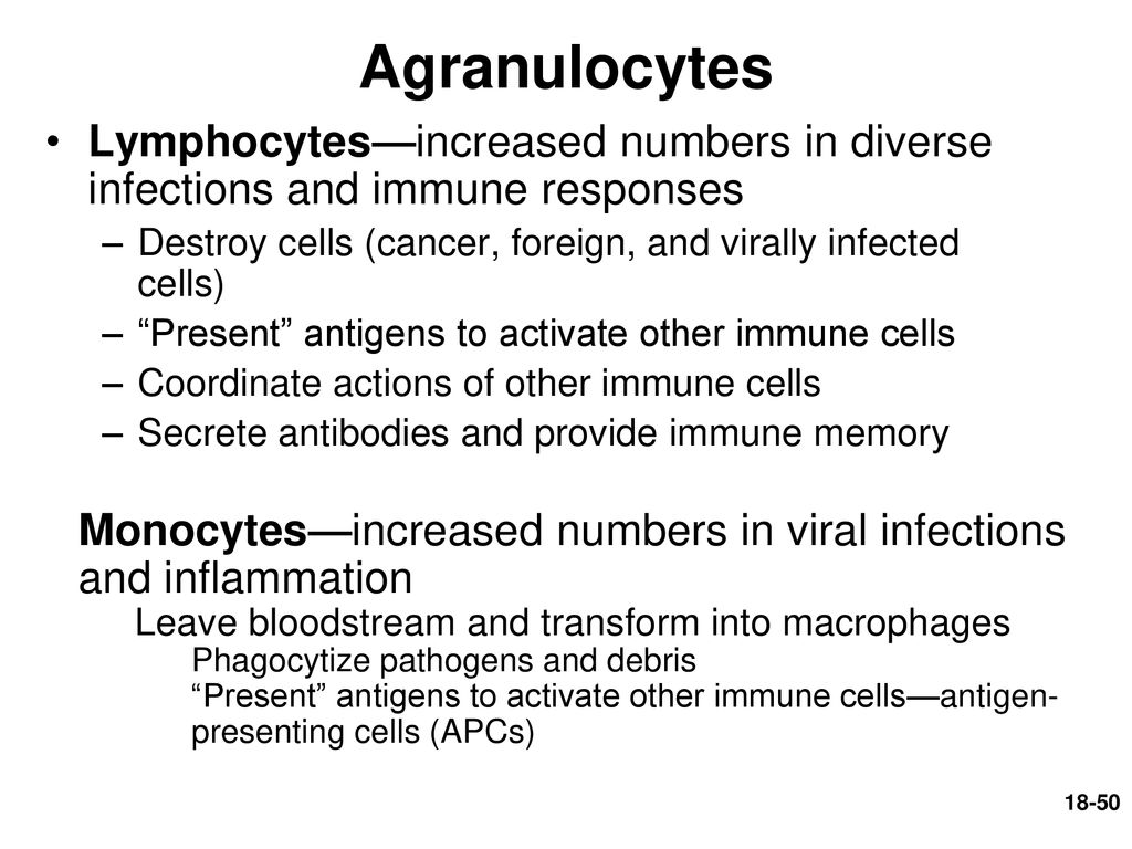 Agranulocytes Lymphocytes—increased numbers in diverse infections and immune responses. Destroy cells (cancer, foreign, and virally infected cells)