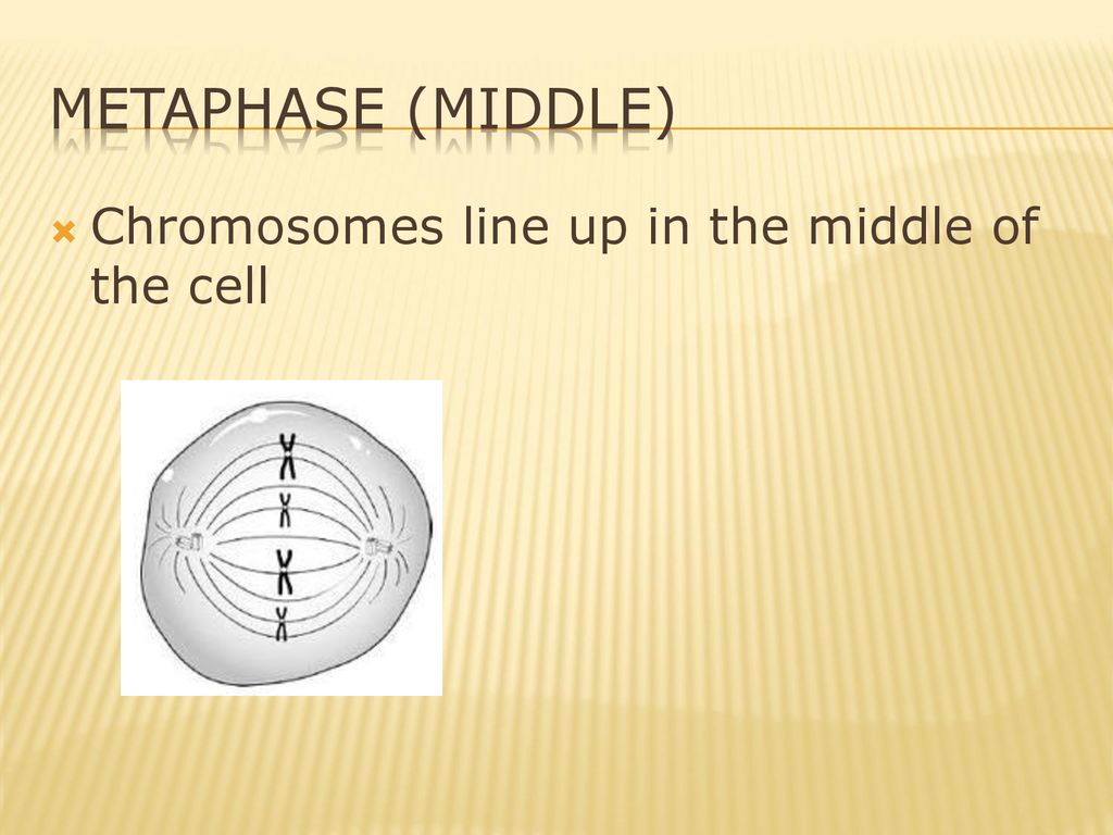 Metaphase (Middle) Chromosomes line up in the middle of the cell