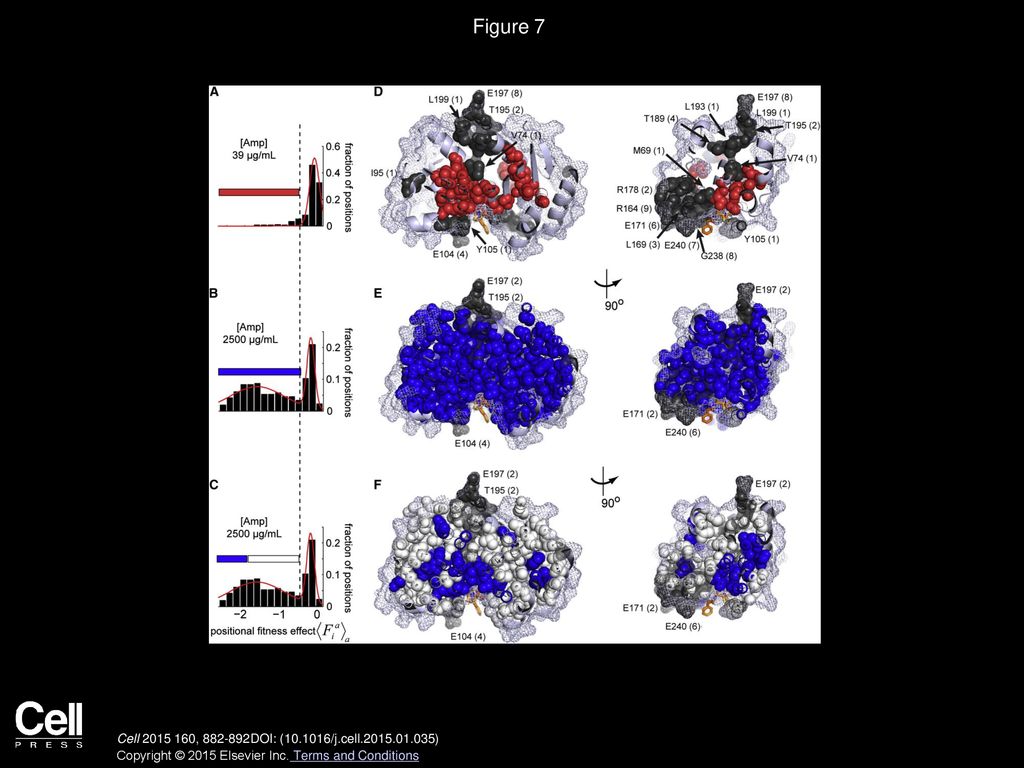 Evolvability as a Function of Purifying Selection in TEM-1 β-Lactamase ...