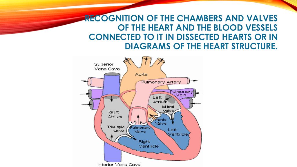 Recognition of the chambers and valves of the heart and the blood vessels connected to it in dissected hearts or in diagrams of the heart structure.