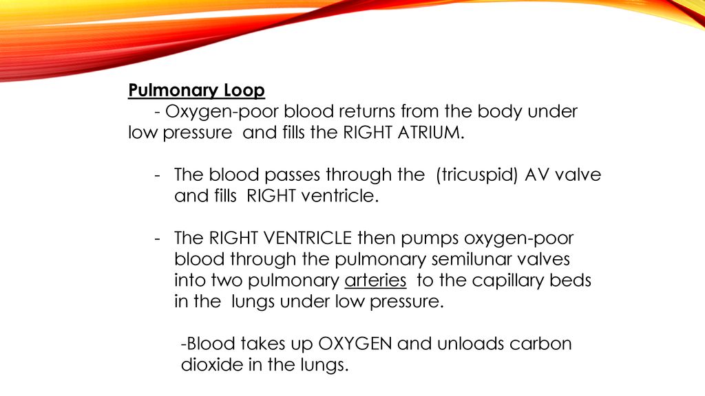 Pulmonary Loop - Oxygen-poor blood returns from the body under low pressure and fills the RIGHT ATRIUM.