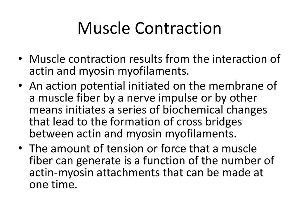 Muscle Contraction Muscle contraction results from the interaction of actin and myosin myofilaments.