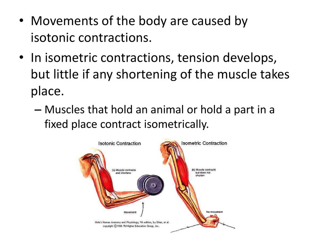 Movements of the body are caused by isotonic contractions.