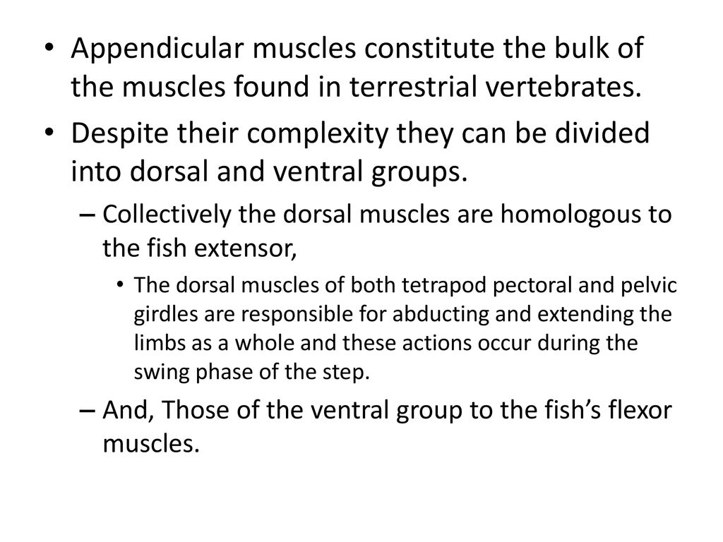 Appendicular muscles constitute the bulk of the muscles found in terrestrial vertebrates.