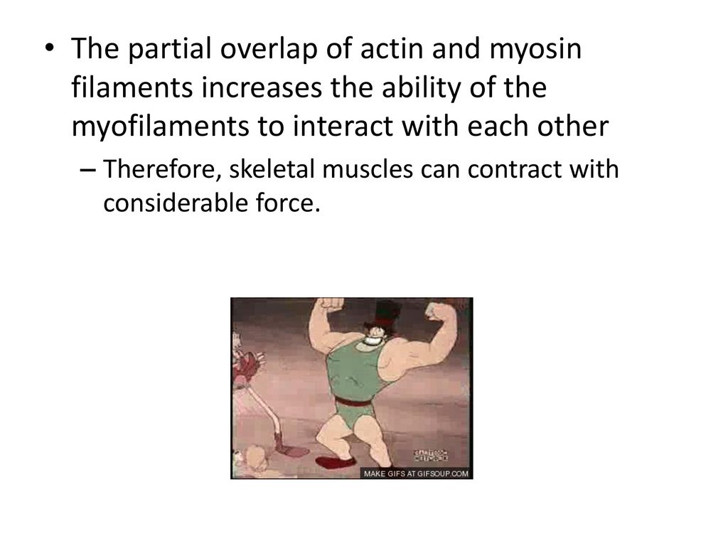 The partial overlap of actin and myosin filaments increases the ability of the myofilaments to interact with each other