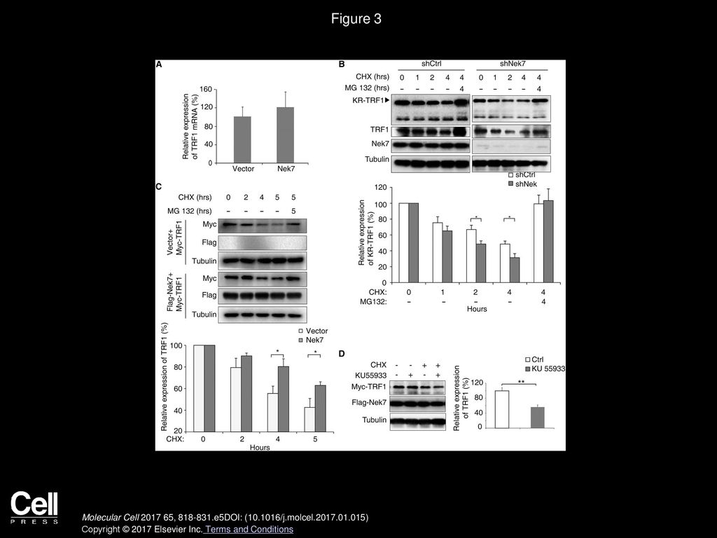 Figure 3 Stabilization of TRF1 by Nek7 Occurs at the Post-translational Level.