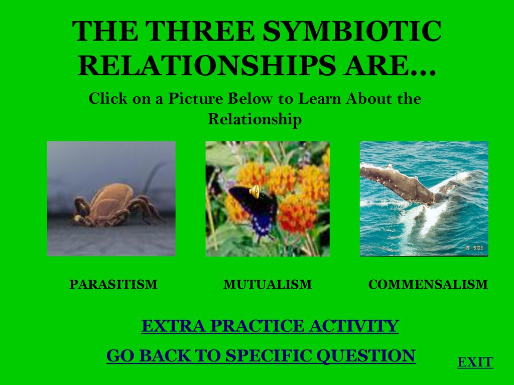The symbiotic relationship