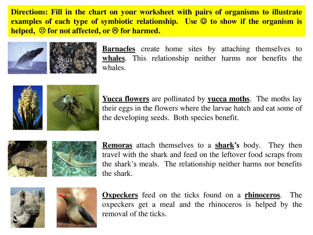 Symbiosis Review ppt download