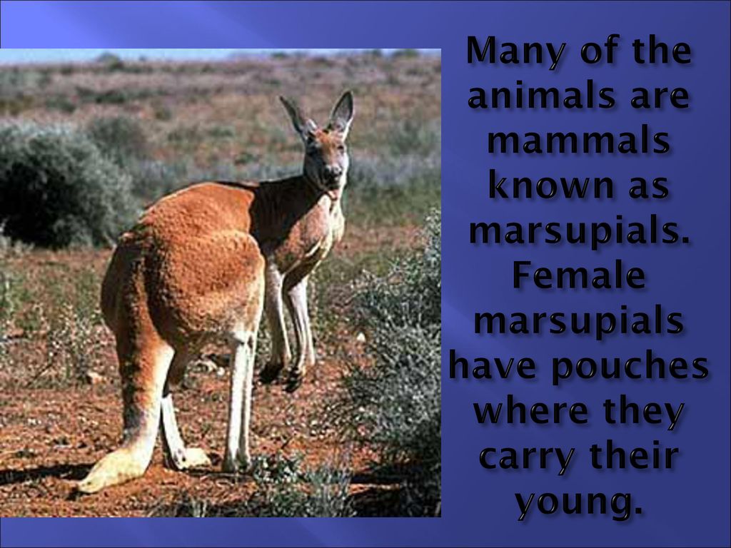 Animals of Australia. Animals of Australia Australia The Continent of  Australia is surrounded by ocean. Animals that are not found anywhere else  in. - ppt download