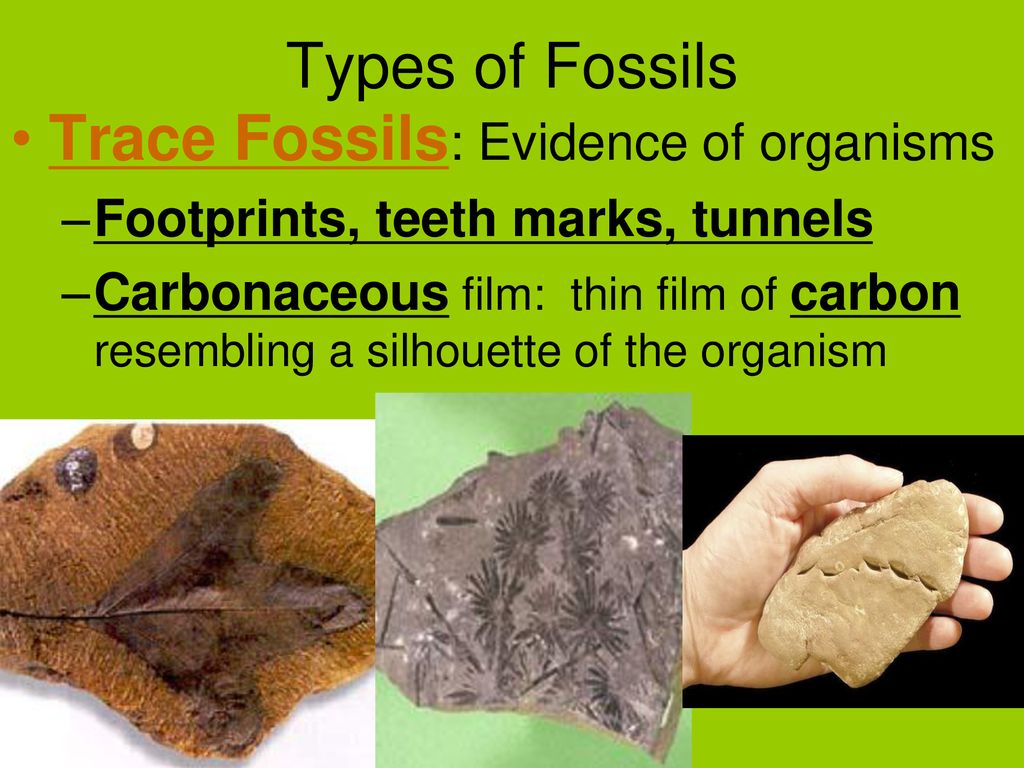 Fossils. - Ppt Download