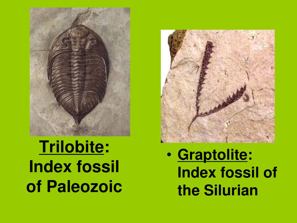 Fossils. - ppt download