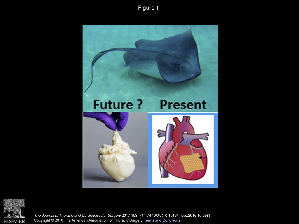 Figure 1 From the robotic fish to the bioartificial heart through scaffold-derived current products (a myocardial patch is shown).