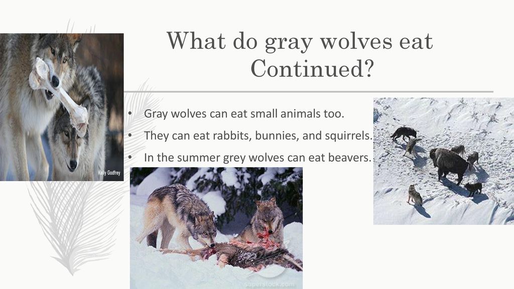 The Gray Wolf April 26, th Grade - ppt download