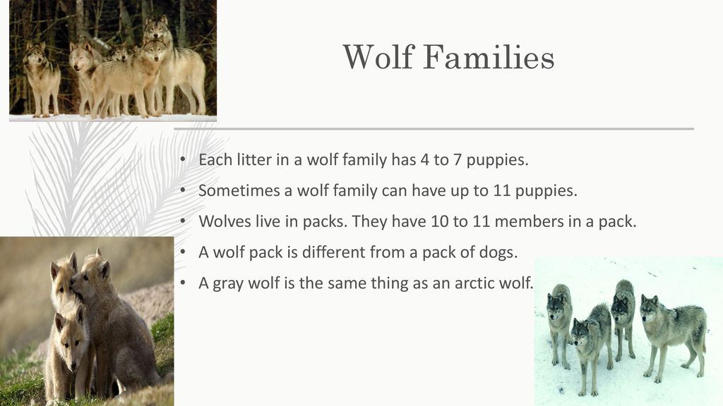 The Gray Wolf April 26, th Grade - ppt download