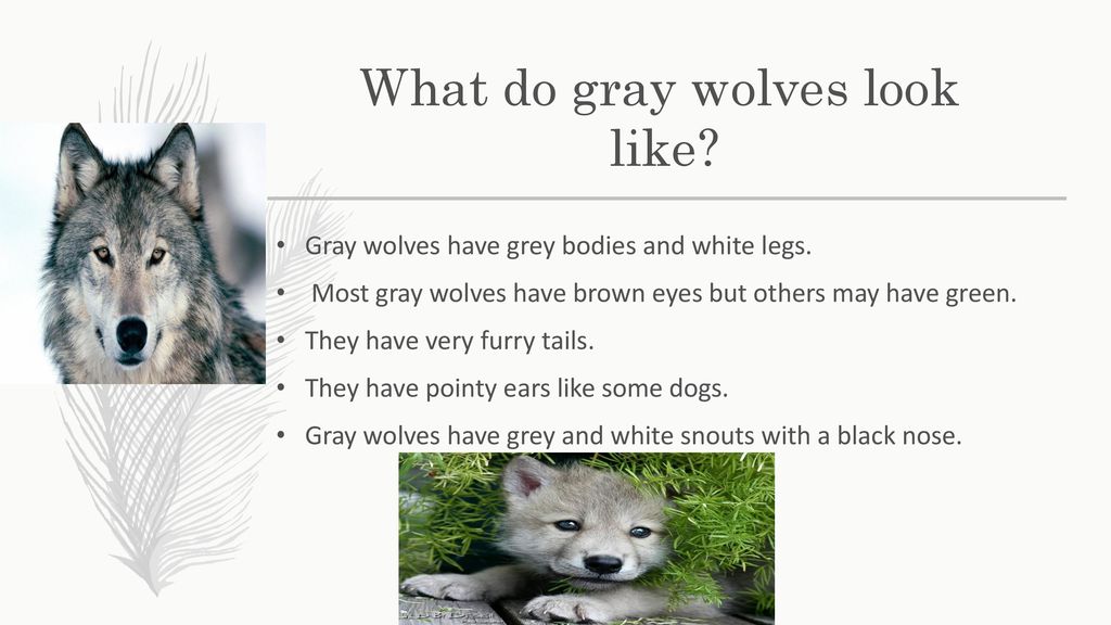 The Gray Wolf April 26, th Grade - ppt download