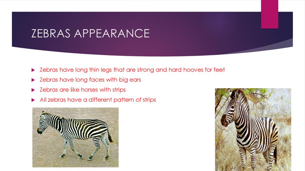 ZEBRA GROUP By ,,. - ppt download