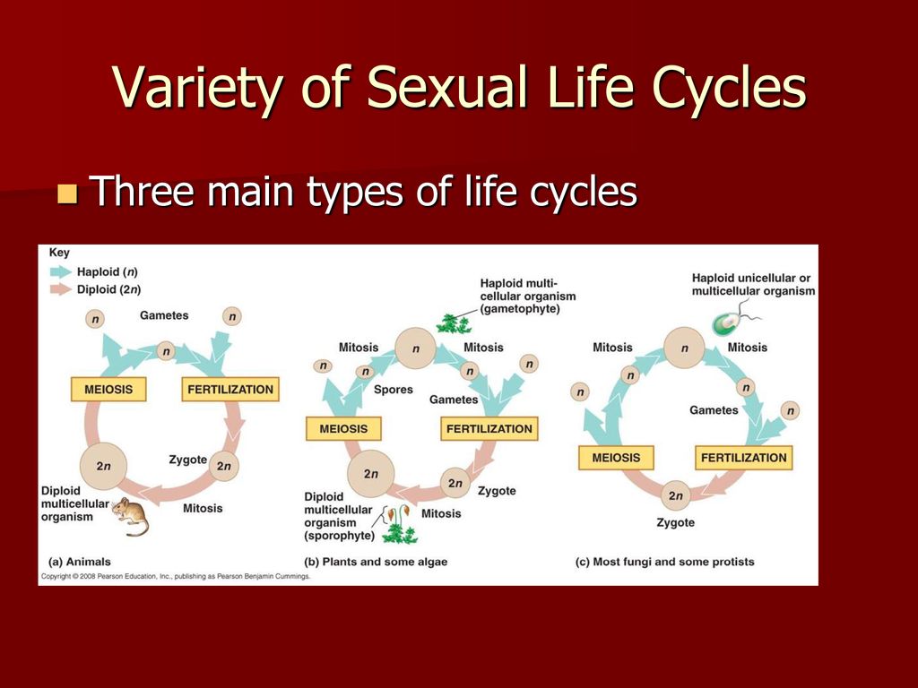 Meiosis And Sexual Life Cycles Ppt Download 6557