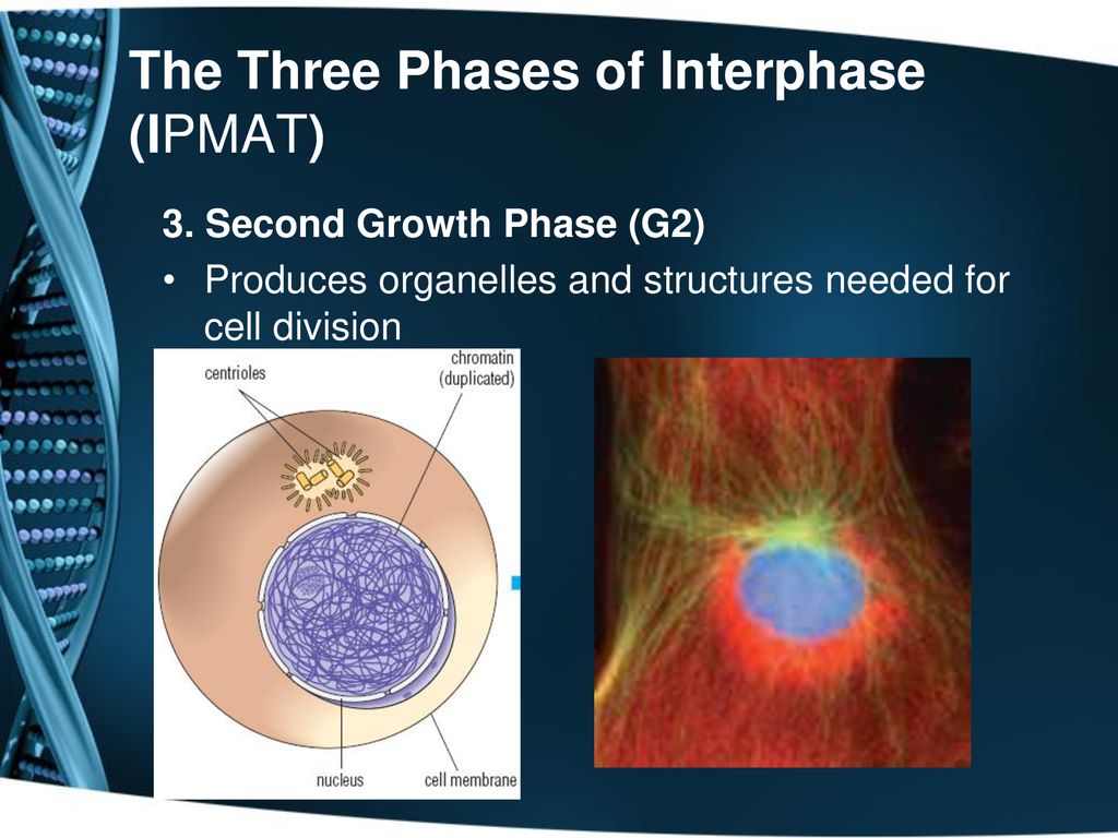 The Cell Cycle and Mitosis - ppt download