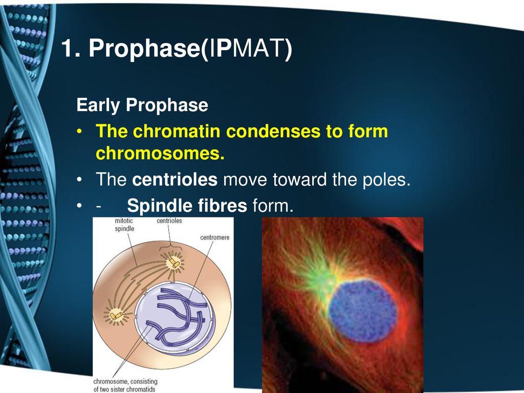 The Cell Cycle And Mitosis Ppt Download