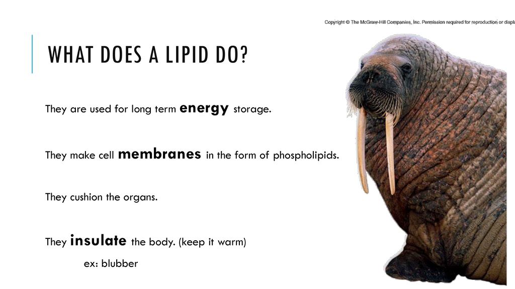 Honors Biology Unit 1 – Chapter 6 Ms. Ereddia - ppt download