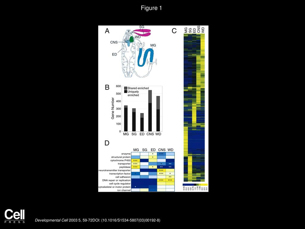 Organ Specific Gene Expression Controlled By Floral Master Regulators