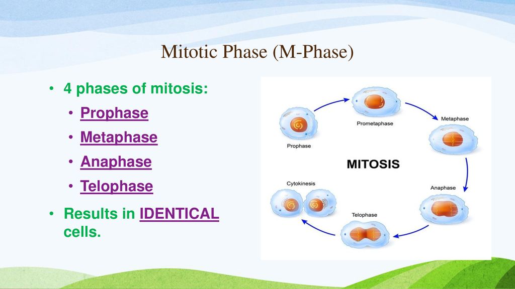 Unit 4: Microbiology Lesson 1: The Cell. Biology Diagrams