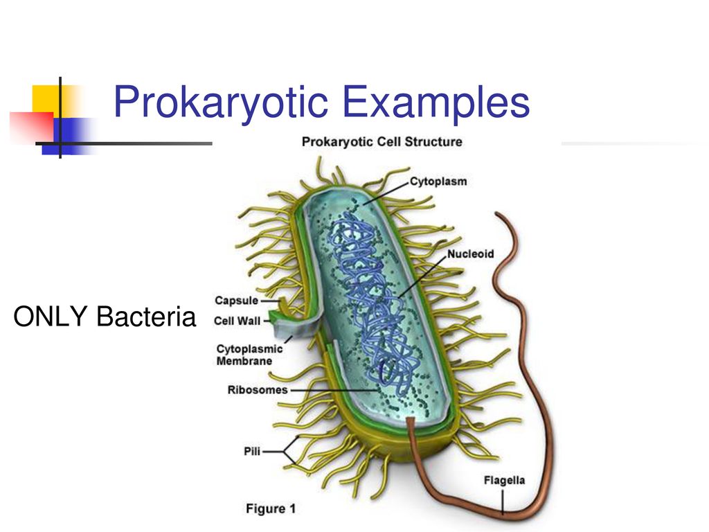 Structure of a bacterial cell, labeled. Иллюстрация Stock Adobe Stock