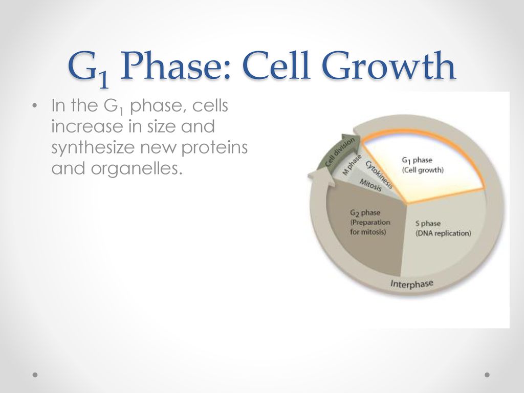 The Cell Cycle. Biology Diagrams