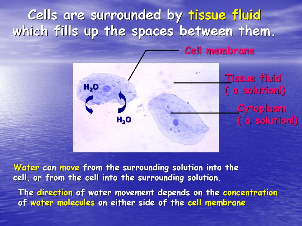 Cells are surrounded by tissue fluid