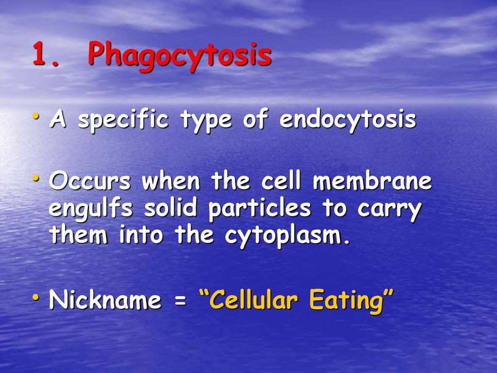 1. Phagocytosis A specific type of endocytosis