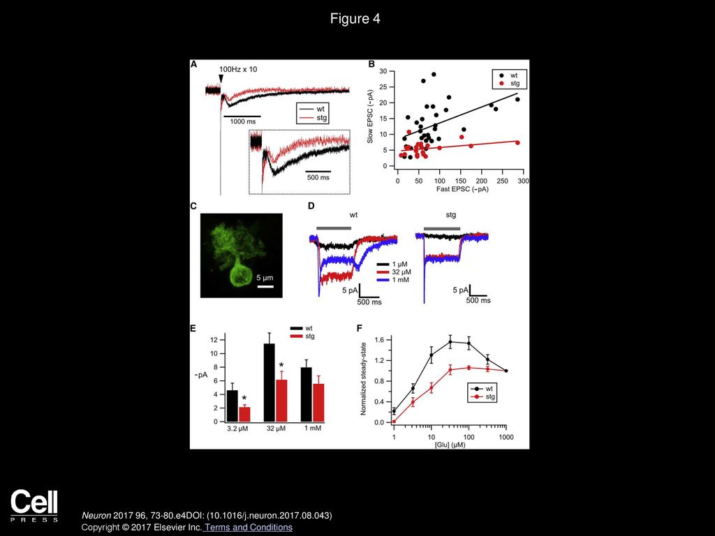 Figure 4 Stargazer UBCs Showed Reduced Slow EPSC and Monotonic Dose-Response Relation.