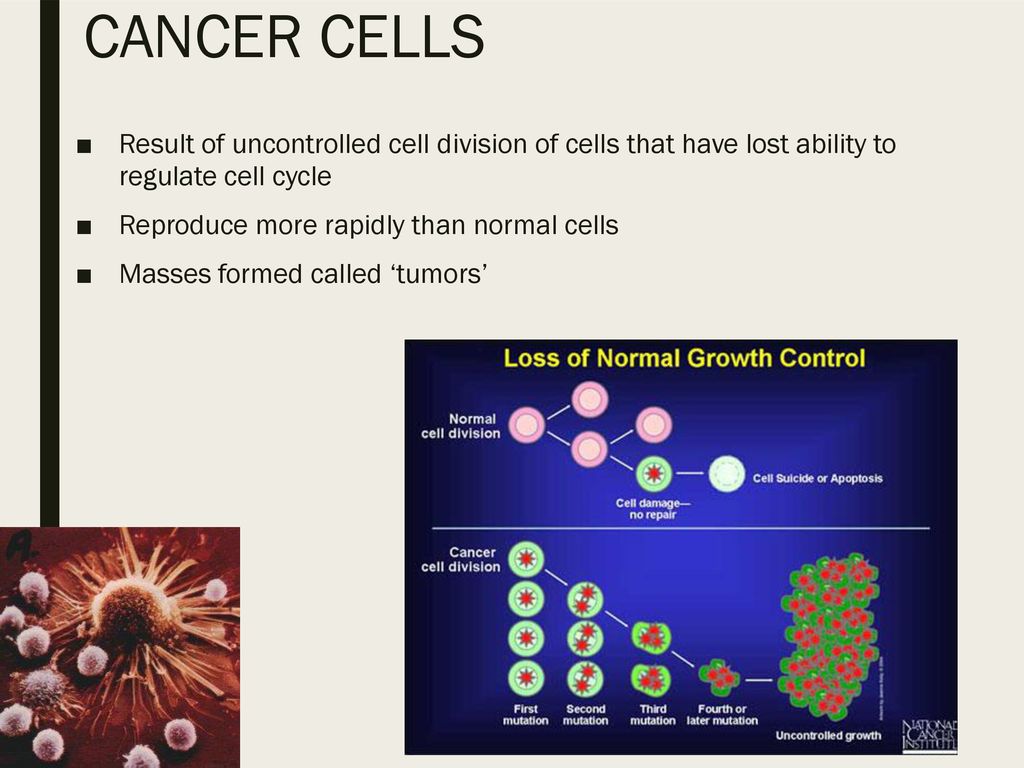 Lesson Objectives—Cell Cycle Biology Diagrams