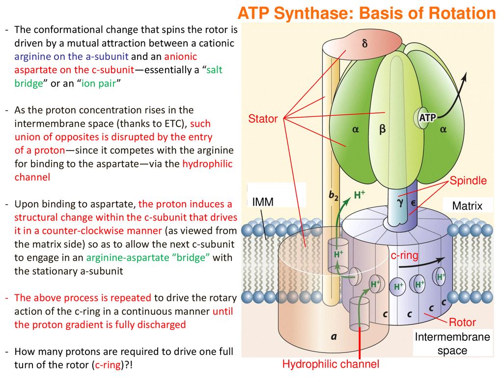 Structural basis of proton translocation and force generation in  mitochondrial ATP synthase. - Abstract - Europe PMC