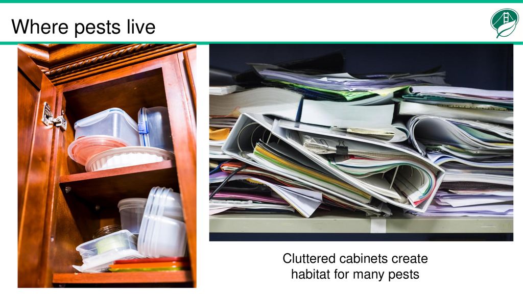 Cluttered cabinets create habitat for many pests