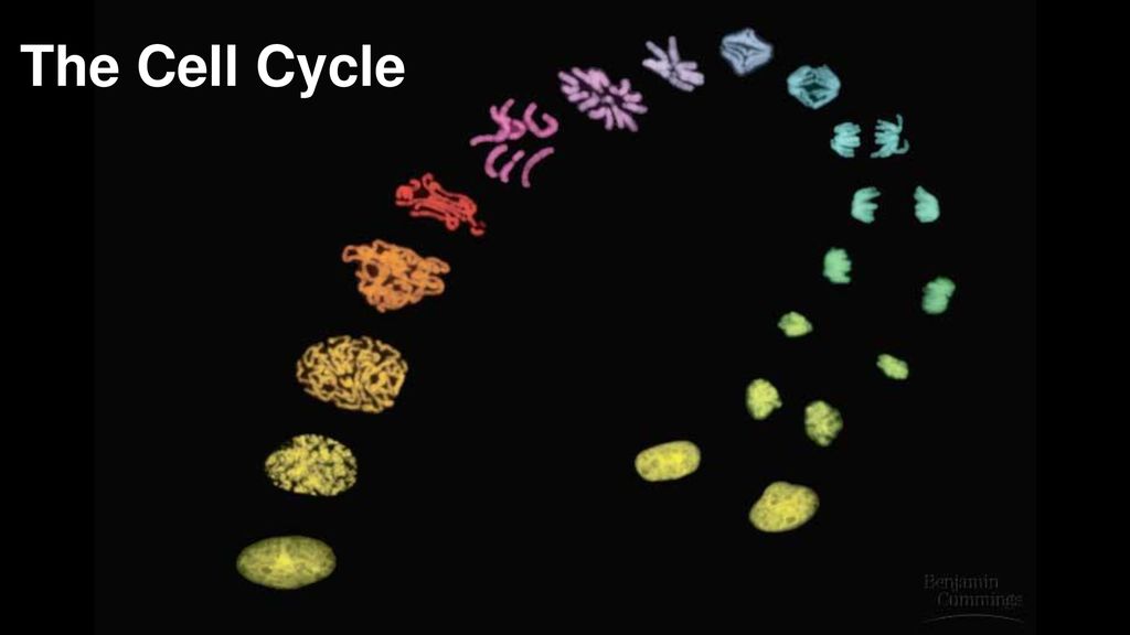 The Cell Cycle. Biology Diagrams