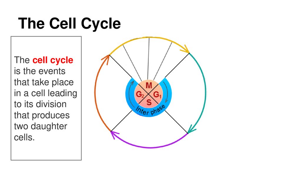 The Cell Cycle. Biology Diagrams