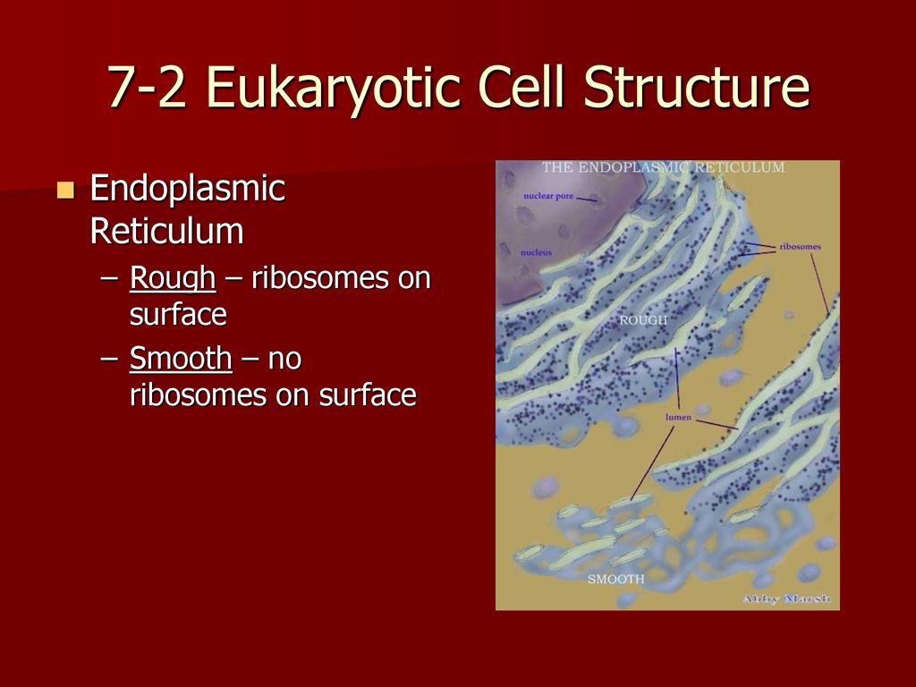 Cell Structure And Function Ppt Download