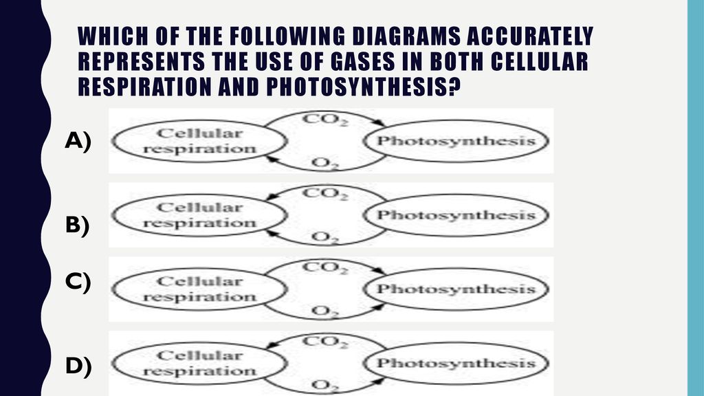 Transport of Molecules ppt download