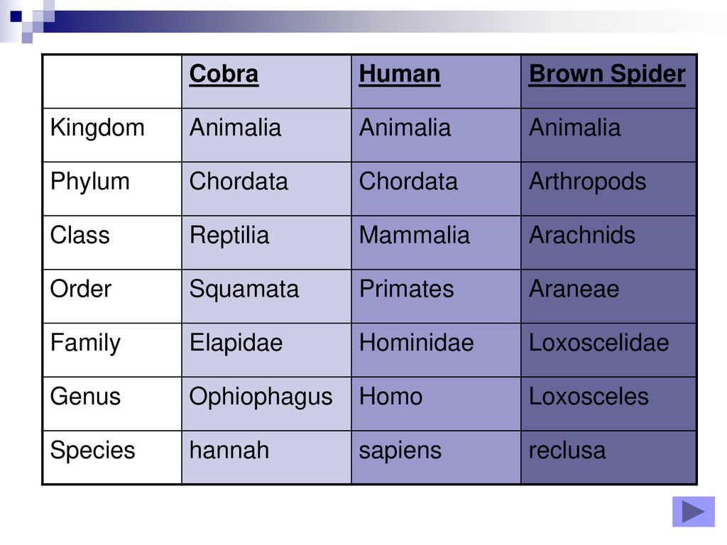 Cobra Human. Brown Spider. Kingdom. Animalia. Phylum. Chordata. Arthropods. Class. Reptilia.