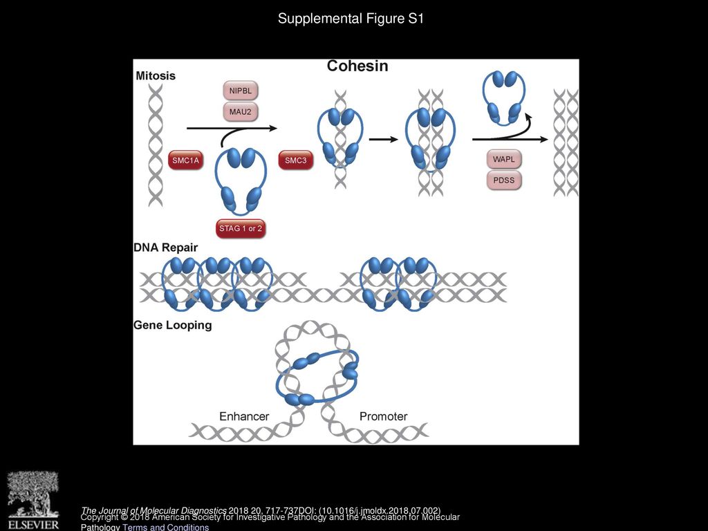 Clinical Significance of DNA Variants in Chronic Myeloid Neoplasms ... Biology Diagrams