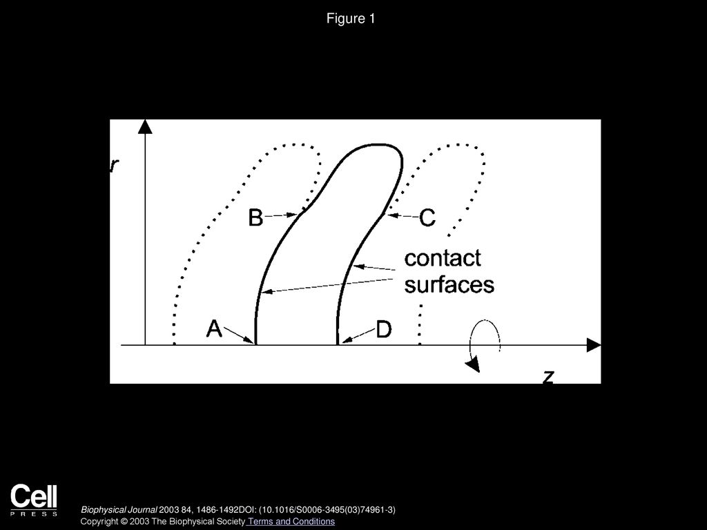 Schematic Illustration Of Erythrocyte Based Nanoparticles A The